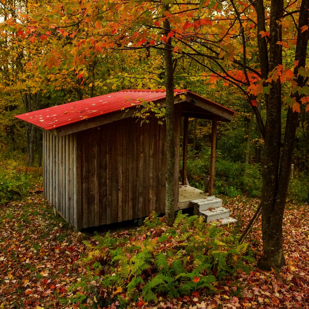 Tool shed in fall