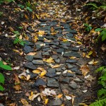 path under leaves