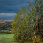 Poplars