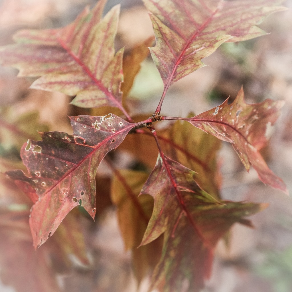 Oak leaves