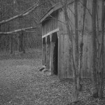 Doe behind barn