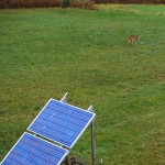 Doe in the field