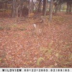 Game cam deer