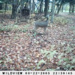 Game cam deer